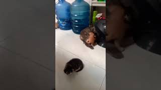 ada rombongan anak kucing