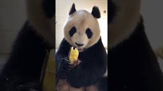 china panda funny China culture