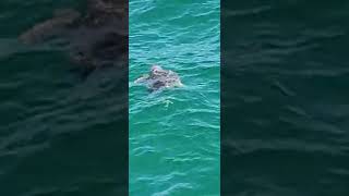 Loggerhead Turtle in Panama City Beach FL