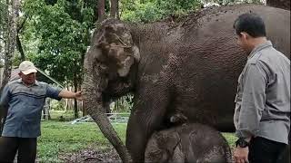 KELAHIRAN BAYI GAJAH DI KAWASAN KONSERVASI BULUHCINA