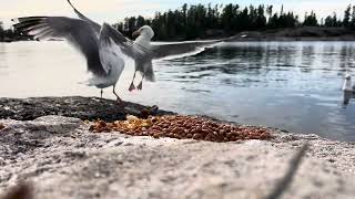 Beangulls