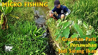 Micro fishing || selokan ini ikanya selalu rakus makannya #microfishing #mancingnilem #mancingwader