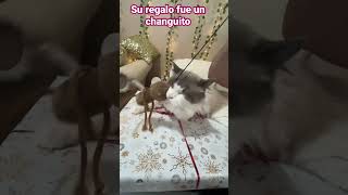 Gatita jugando con su regalo de navidad