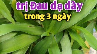 Loại cây trị Đau dạ dày, Đau Bao tử rất hay. PHAN HẢI Vlog