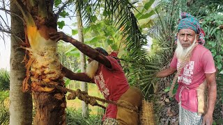 ৭০ বছরের খেজুর গাছ কাটছেন শওকত আলী দাদু । এই রস থেকেই তৈরি করেন গুড় ও পাটালি। 