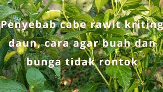 penyebab kriting daun!!! cara agar bunga dsn buah tidak rontok