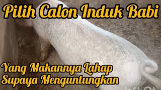 Pilih Calon Induk Babi Yang Makannya Lahap Supaya Menguntungkan| Peternak pun Senang Tidak Siteres