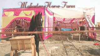 Mahadev Horse Farm | Colt Raja | Tigri Mela | Garh Ganga Horse Fair 2019