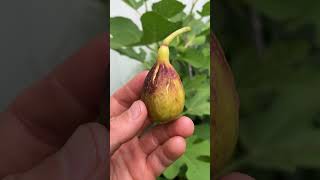 Salato - One of the Best Figs of 2024 #fig #figtree #figboss #gardeningtips #fruittrees