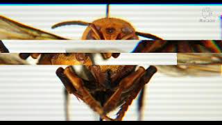 Killer hornets make there way to the US for the first time,