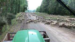 Driving through a big mob of lambs