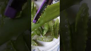 #12 Aloe Vera cutting very Satisfying and Relaxing ASMR video