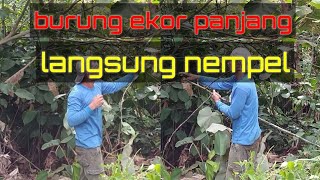 MEMIKAT BURUNG EKOR PANJANG