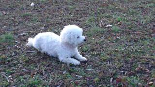 Bichon Frise Waits for His Ball - Cute Puppy