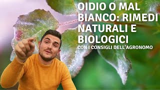 OIDIO E MAL BIANCO : RIMEDI NATURALI E CONSIGLI DELL'AGRONOMO