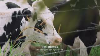 鲜奶 Fresh Milk