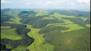 Efeito de área: Fragmentos grandes e pequenos, quais implicações na conservação da biodiversidade?