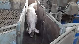 Feeding station for group housed sows