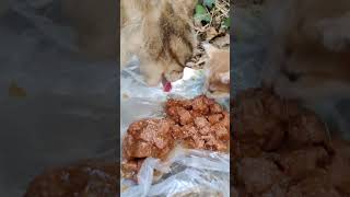 feeding my cat and her kitten #cats #kitten #fypシ #explore #pets