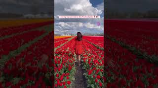 #netherlands #life #europe #travelblogger #travelvlog #amsterdam #tulips #dutch #tulipfields #shorts