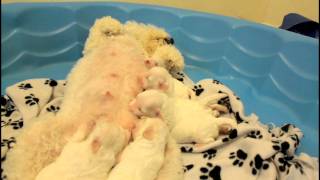 Newborn  Bichon Frise Puppies ! Adorable !