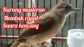 Burung masteran terbaik_ nembak rapat_ suara kencang#burungmasteran#pemulakicaukicau