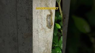 DANGEROUS INSECT #shorts #viralvideo #insects