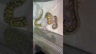 This baby snake is faster than lightening ⚡️⚡️⚡️ #snake #feeding #ballpython