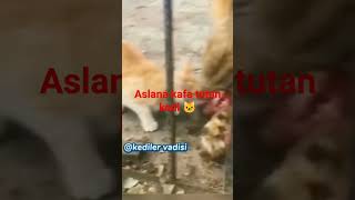 aslana timsaha kafa tutan kediler 🐱🐱