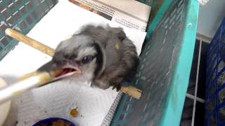 Fledgling Blue Jay