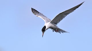 Vögel am Ijsselmeer, die Flussseeschwalbe