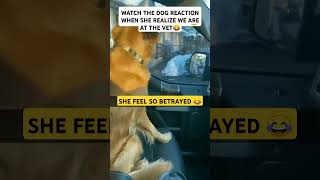 WHEN YOUR DOG THINKS IT'S A FUN RIDE !#DogReactions #FunnyPets #VetVisit #DogHumor #ViralVideo