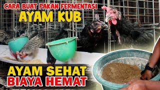 Pakan Fermentasi 🐓 Ayam Kampung, Solusi Menekan Biaya Peternakan!