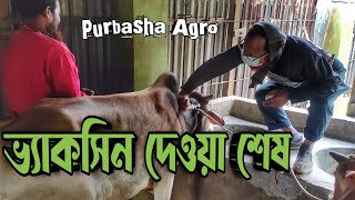 নতুন গরুদের ক্ষুরার ভ্যাকসিন দিলাম || Purbasha Agro || Farm Management