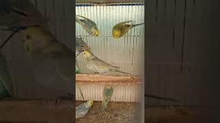 Rainbow budgerigars