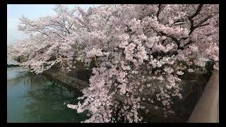 Sakura in Kyoto, March 30, 2023