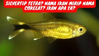 SILVERTIP TETRA ? IKAN NAMA NYA MIRIP NAMA COKELAT ?? Ikan silvertip tetra asal brazil