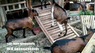 Kandang Umbaran Buat Kambing Kacang, Pygmy Goat Peanut, Nigerian - Sari Farm 082226320101