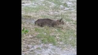 Bobcat Close-up