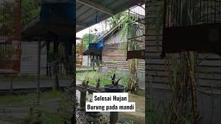 Hujan reda Burung pada mandi semua