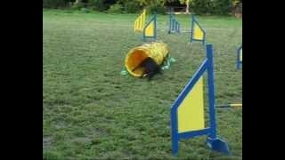 Mudi agility training 2012.07