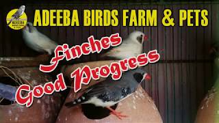 Adeeba birds farm & pets