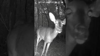 Curious Deer 🦌🐾❤️