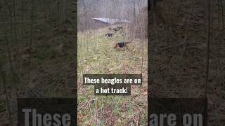 Beagels on the run #outdoors #hunting #rabbit #hounds