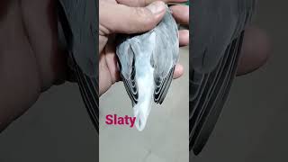 slaty love bird mutations