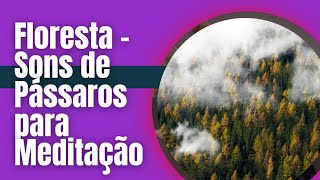 Floresta - Sons de Pássaros  para Meditação