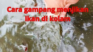 cara gampang menjinakan ikan di kolam