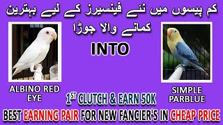 کم پیسوں میں نئے فینسیر کے لیے بہترین کمانے والا جوڑا | BEST EARNING PAIR 50K | AA BIRDS INFORMATION