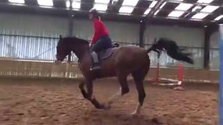 Can you jump in Cavallo Hoof Boots? You sure can!!!