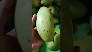 Mangga Golek 04 #short #shorts #shortvideo